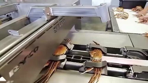 螃蟹機(jī)械化加工過(guò)程,不是親眼所見(jiàn),很難相信這是真的